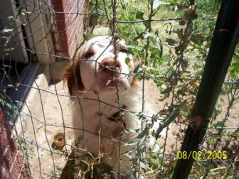 Henry Renee ~ Our Family Dog !!!