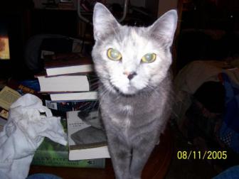 Spunky Mohawk ~ Otherwise Known as Mozo or Mo..Daughter of Shadow