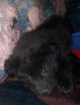 Snicker Doodles ~   Gotten from Amarillo SPCA and has the same birthday, of January 28th, as my husband.  She is a female shepherd Mix .  
