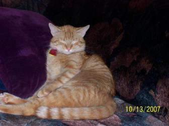 Sammy Sleeping ~ He is our only male cat and loves to climb trees and the great outdoors when he is not napping.