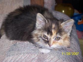 Sandy Candy ~ She is our youngest kitten now and was given to us by a student of my husband's from the university.
