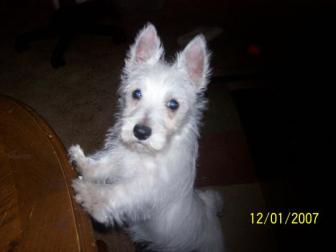 Sugar Sara ~ Youngest puppy in house and my first small dog since I lived with parents. She is a West Highland White Terrier. She is very playful with the cats and has adapted some of the grooming behavior. 