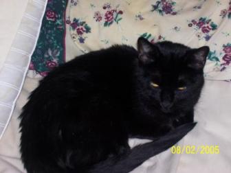 Shadow ~ Our third Feline addition and mother of  Spunky Mohawk and Spot. She passed away this last year.